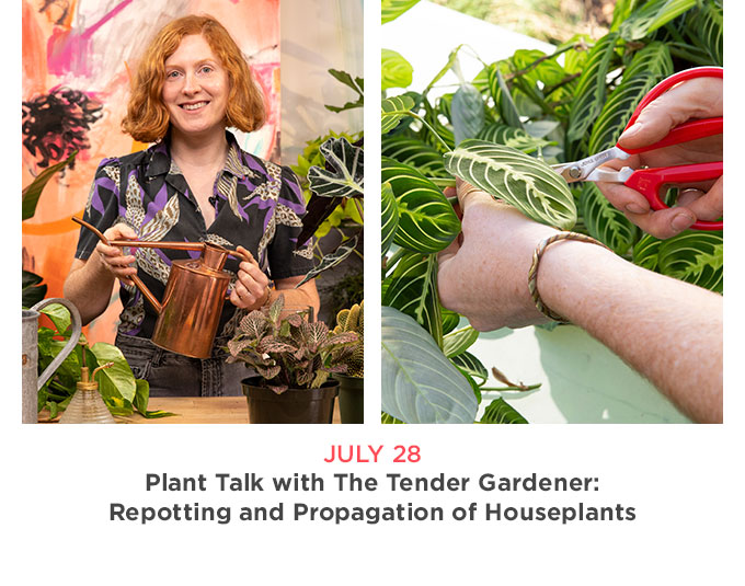 Photo collage of The Tender Gardener smiling and posing while holding a bronze watering can and also a closeup of her trimming plant leaves with red scissors
