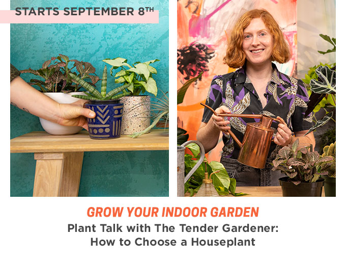 Photo collage: On the left, a hand reaches for a potted plant on a wooden bench. On the right: The Tender Gardener smiles while holding a copper watering can amongst house plants.