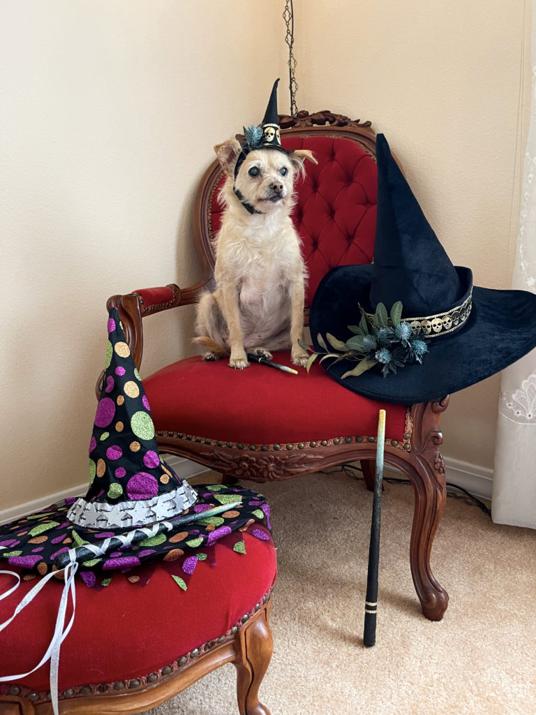 A white dog wearing a black witch hat while sitting on a red chair, surrounded by other witches hats and magic wands.