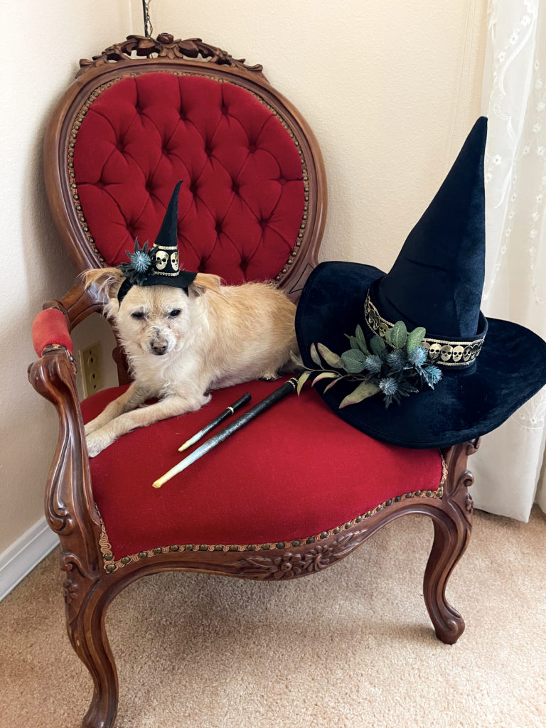 A white dog wearing a small black witch hat while lying on a red tufted chair that also has a larger black witch hat and two magic wants on it