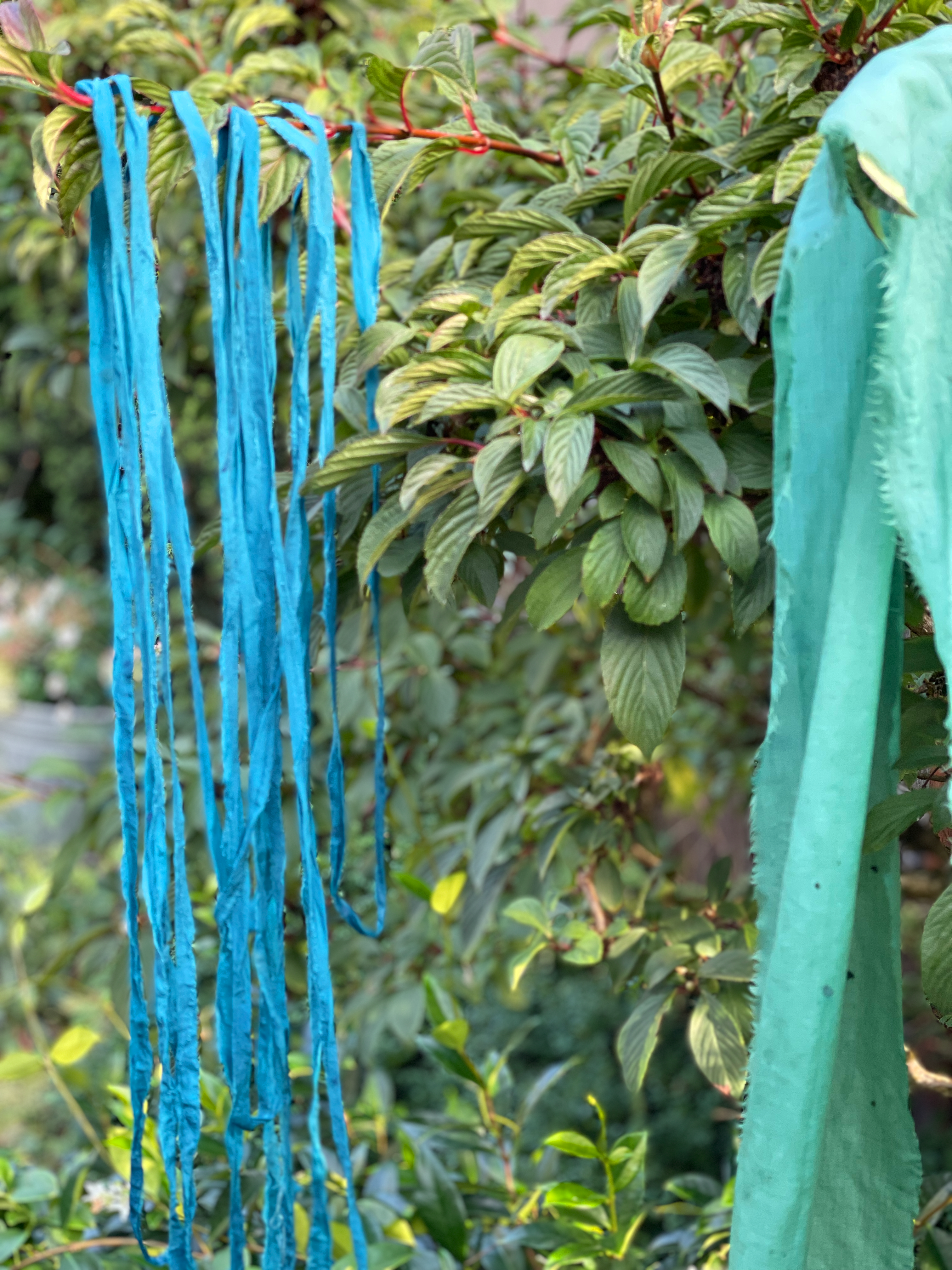 image of blueish green naturally-dyed fabric strips hanging to dry on leafy branches outside