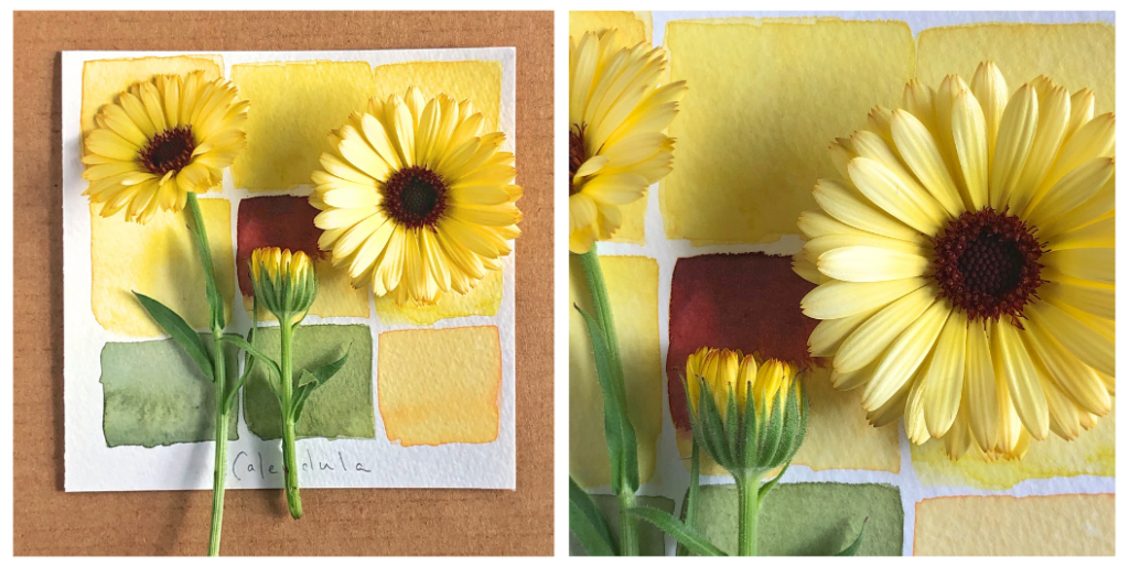 image of two photos. on the left,  yellow flowers on top of a square of paper with a grid of watercolor swatches in matching yellow and green tones. on the right, the same photo zoomed up close.