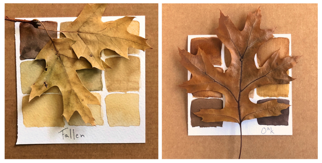 two images of brown fall leaves on a brown paper background and swatches of watercolor in various brown hues to illustrate the the fun in naming colors